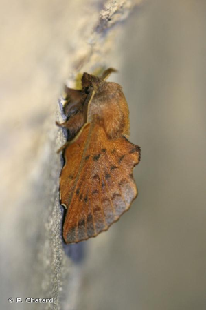 Petite Feuille-Morte (La), Feuille-Morte du Tremble (La) © P. Chatard