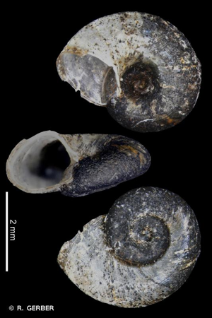 Planorbine américaine © R. GERBER