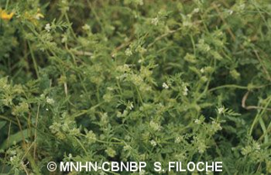 Torilis à fleurs glomérulées, Torilis noueuse © MNHN-CBNBP S. Filoche