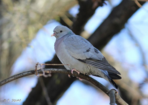 Pigeon colombin © F. Jiguet