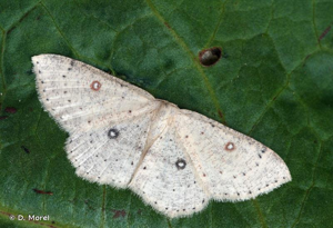 Ephyre suspendue (L') © D. Morel