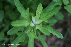 Chénopode à feuilles de figuier, Chénopode tardif © R. Dupré MNHN/CBNBP