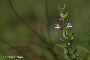 Petite scutellaire, Scutellaire naine © E. VALLEZ / CBNSA