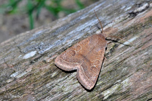 Orthosie du Cerisier (L') © J. Barbut