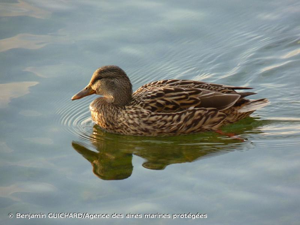 Canard colvert © Benjamin GUICHARD/Agence des aires marines protégées