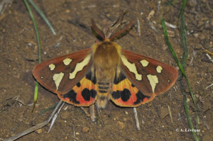 Ecaille des steppes (L') © A. LEVEQUE