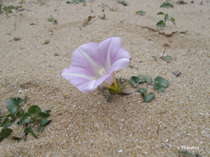Liseron des dunes © J. Thévenot