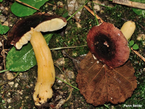 Russule des aulnaies &copy; Y. Sellier