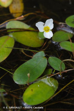Flûteau nageant, Alisma nageant © E. SANSAULT - ANEPE Caudalis