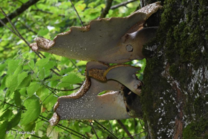 Polypore écailleux © J. Touroult