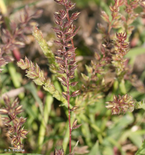 Bardanette en grappe, Bardanette rameuse © S. Filoche
