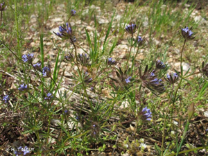 Aspérule des champs, Petite Râpette © H. TINGUY