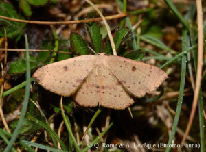 Ephyre pupillée (L') © Q. ROME & A. LEVEQUE (Entomo Fauna)
