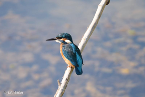 Martin-pêcheur d'Europe © J.P. Siblet