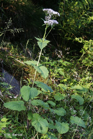 Valériane des Pyrénées © M. Bartoli