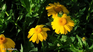Chrysanthème des moissons, Chrysanthème des blés © F. Michalke