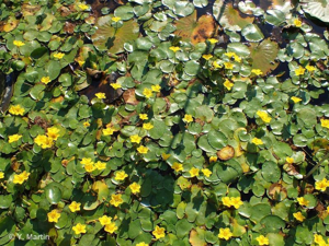 Limnanthème faux-nénuphar, Faux nénuphar, Petit nénuphar pelté © 