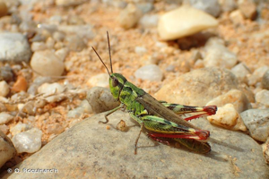 Criquet des Ajoncs © O. Roquinarc'h