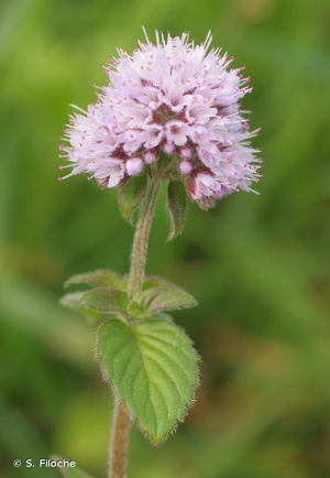 Menthe aquatique, Baume d'eau, Baume de rivière, Bonhomme de rivière, Menthe rouge, Riolet, Menthe à grenouille © S. Filoche