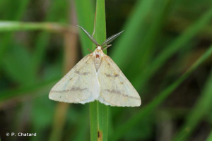 Aspilate ochracée (L') © P. Chatard
