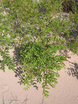 Indigo du Bush, Amorphe buissonnante © P. Rouveyrol