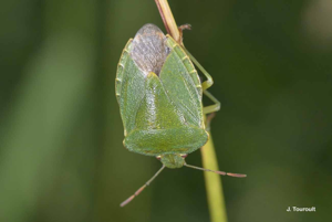 Punaise verte © J. Touroult