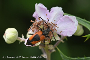  © J. Touroult - LPR Corse - MNHN, CdC, OFB