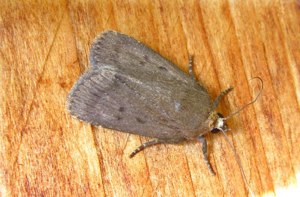 Noctuelle du Salsifis (La) © F. Michalke