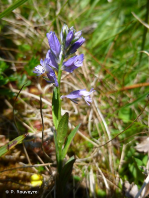 Polygala commun, Polygala vulgaire © P. Rouveyrol
