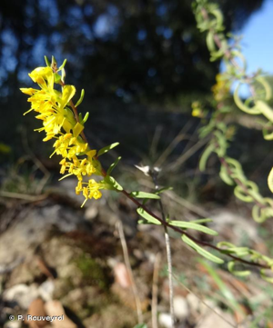 Euphraise jaune, Odontitès jaune © P. Rouveyrol