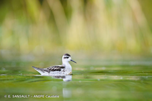 Phalarope à bec étroit © E. SANSAULT - ANEPE Caudalis