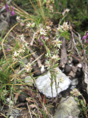 Cotonnière naine, Gnaphale nain © P. Rouveyrol