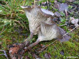 Fausse-chanterelle des charbonnières © D. Sugny
