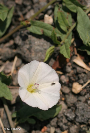 Liseron des champs, Vrillée © S. Filoche