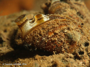 Moule zébrée © Yannick LEDORÉ, FFAL