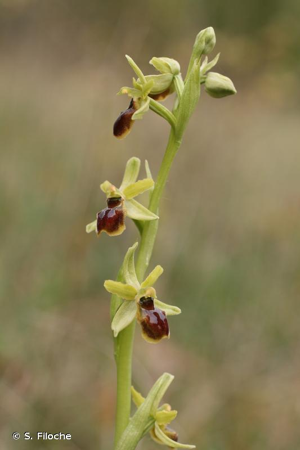 Ophrys verdissant © S. Filoche