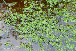 Callitriche des marais © O. Roquinarc'h