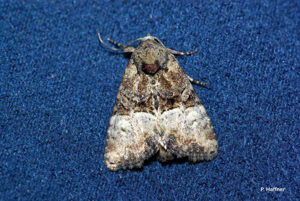 Noctuelle furoncule (La) © P. Haffner