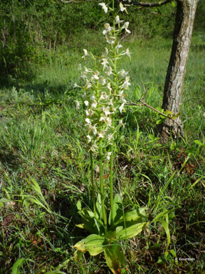 Orchis vert, Orchis verdâtre, Platanthère à fleurs verdâtres © P. Gourdain