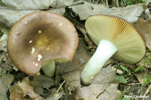 Russule cuivrée © R. Chalange