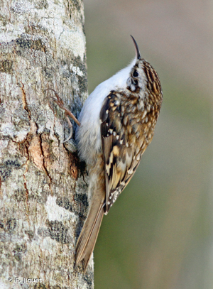 Grimpereau des bois © F. Jiguet