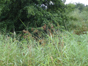 Jonc des chaisiers glauque, Souchet de Tabernaemontanus © 
