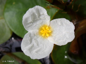 Hydrocharis morène, Morène, Petit nénuphar, Hydrocharide © H. TINGUY
