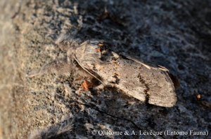 Bombyx porte-brosses (Le) © Q. ROME & A. LEVEQUE (Entomo Fauna)