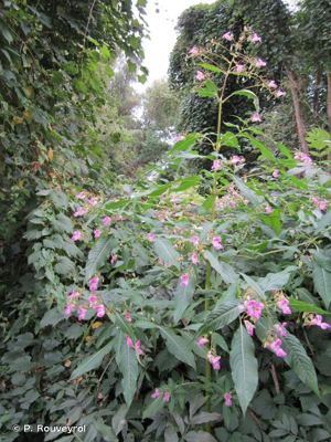 Balsamine de l'Himalaya, Balsamine géante, Balsamine rouge © P. Rouveyrol