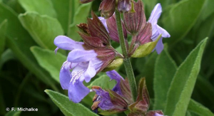 Sauge officinale © F. Michalke