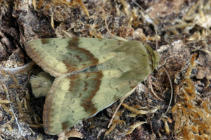 Noctuelle de la Cardère (La) © D. Morel