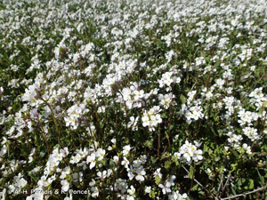 Diplotaxe fausse-roquette, Roquette blanche © A.-H. Paradis & R. Poncet