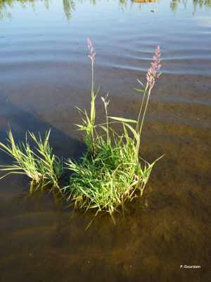 Baldingère faux-roseau, Fromenteau © P. Gourdain