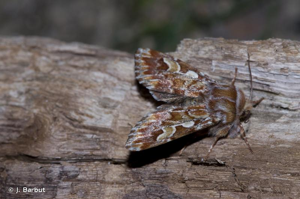 Noctuelle du Pin (La) © J. Barbut
